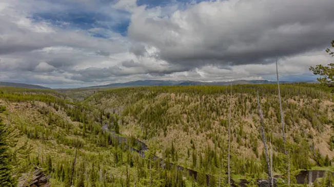 Large reforested valley showing young trees growing after a timber harvesting operation.