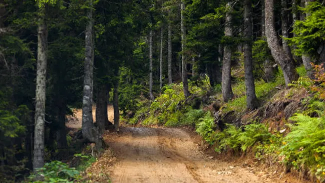 Dirt road winding through a managed forest, providing access for timber harvesting operations.