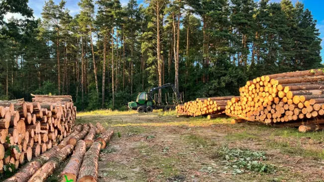 Stacks of sustainably harvested timber at a logging site, showcasing key timber marketing strategies.