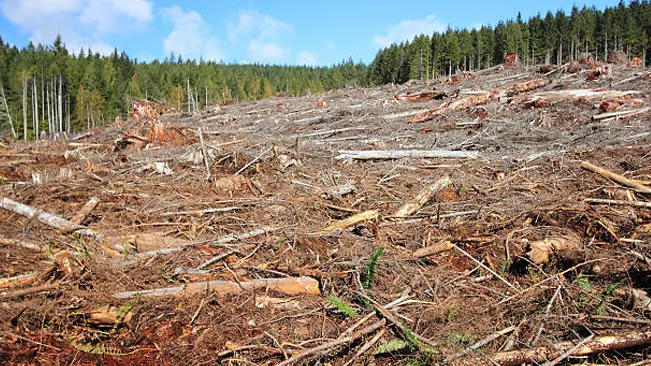 Deforested landscape illustrating the environmental impacts of unsustainable timber harvesting practices globally.