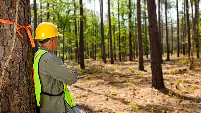 Worker assessing sustainable timber harvesting efforts in a managed forest to ensure eco-friendly Timber Products