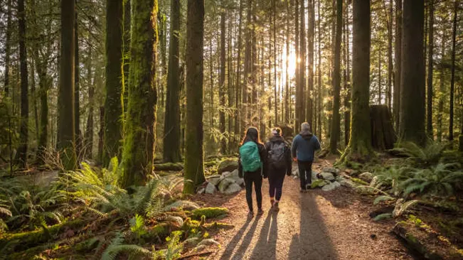 People walking through a forest, highlighting the importance of the forestry industry.