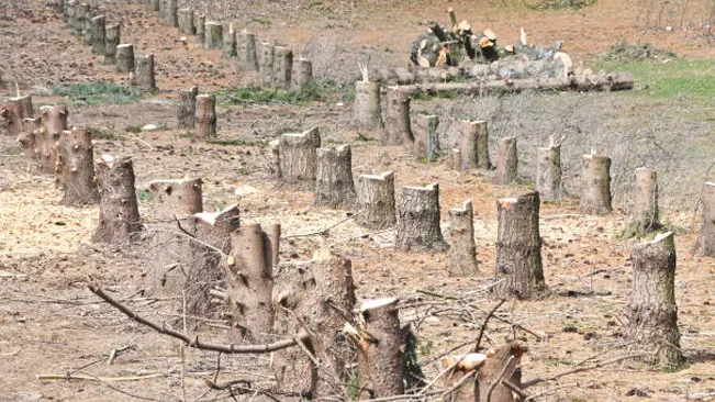 A clearcut forest area with tree stumps, illustrating the impact of clearcutting technique.