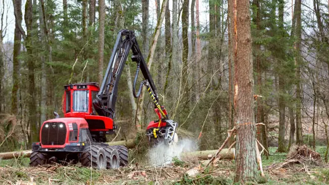 Forestry machine selectively cutting a tree, demonstrating the selective cutting harvesting technique.