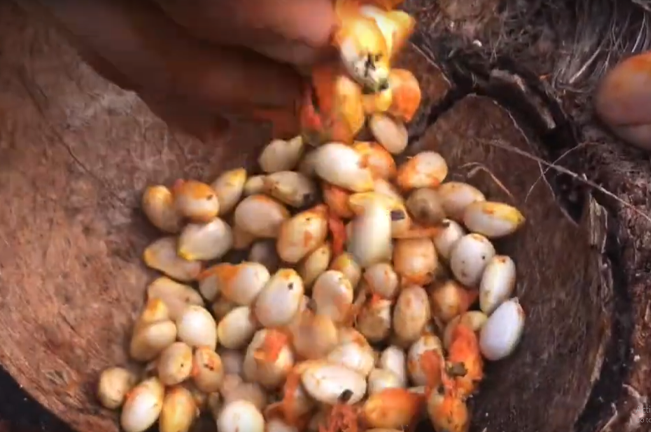 A hand holds a piece of Tipolo tree fruit, revealing white seeds mixed with orange pulp, which are spread across a coconut shell, showcasing their edible nature.