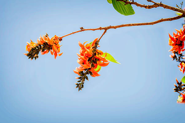 A branch of the Dapdap tree (Erythrina variegata) adorned with vibrant orange flowers and green leaves against a clear blue sky, showcasing the tree's natural beauty in bloom.