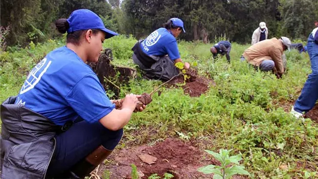 Healthy Reforestation