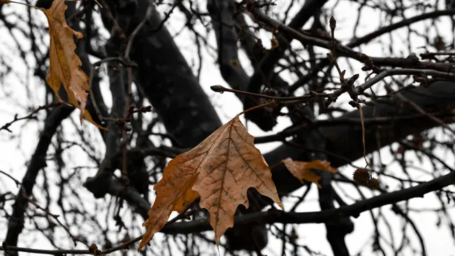 How Do I Recognize When A Tree Is Sick