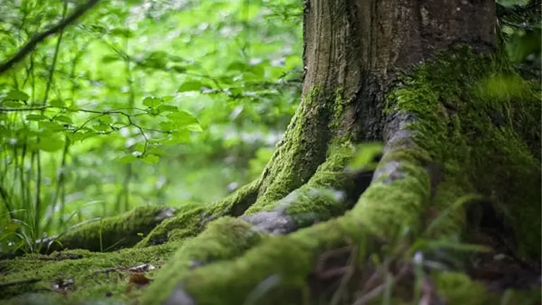 EU and Côte d'Ivoire Team Up to Protect and Restore Forests