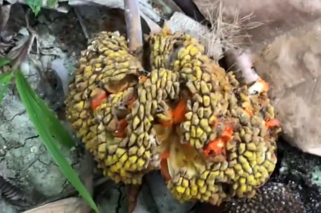 A close-up view of a Tipolo tree fruit, showcasing its rough, yellow-brown exterior with distinct bumps and orange flesh peeking through, lying on the ground among leaves.