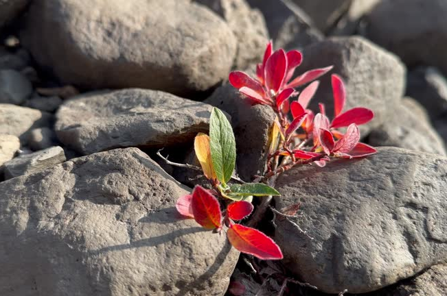 A small plant with vibrant red and green leaves grows resiliently between gray rocks, highlighting its ability to thrive in harsh, rocky environments under sunlight, symbolizing strength in adversity.