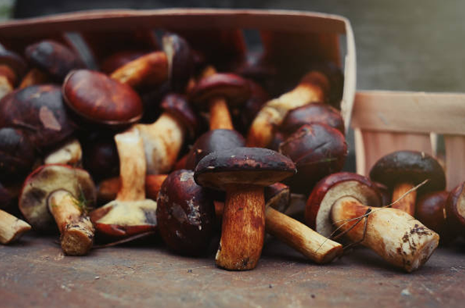 A basket filled with freshly harvested wild mushrooms featuring dark brown caps and thick stems, displayed on a wooden surface, showcasing forest foraged produce.