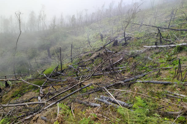 A fog-covered hillside showing the aftermath of a forest fire, with charred tree remains and scattered branches, as early signs of vegetation start to regrow on the slope.