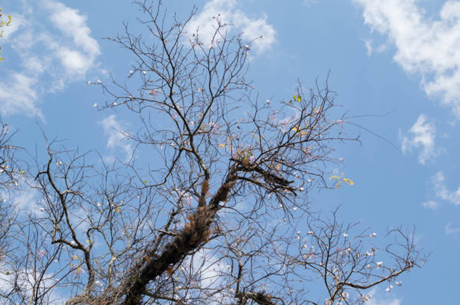 A tree with sparse leaves and many bare branches against a blue sky, showing signs of severe stress or disease, possibly due to environmental factors, pests, or drought conditions.