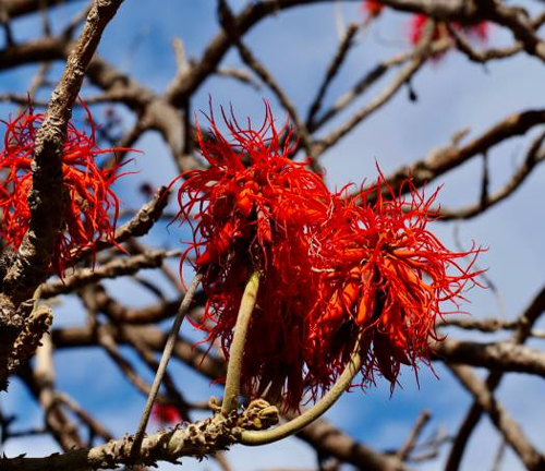 Bright red, spiky flowers of the Dapdap tree (Erythrina variegata) stand out against the leafless branches, set against a blue sky, showcasing the tree’s unique beauty in bloom.
