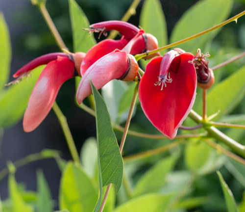 Bright red Dapdap tree (Erythrina variegata) flowers gracefully hang from slender green stems, surrounded by lush green leaves, capturing the tree’s beauty in full bloom amidst nature.