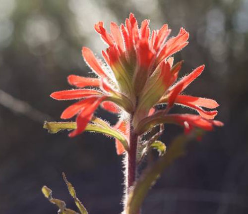 A vibrant red flower illuminated by sunlight, showcasing delicate petals and fuzzy leaves, stands tall against a blurred natural background, highlighting its striking beauty and resilience.