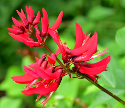 A cluster of bright red tubular flowers from the Dapdap tree (Erythrina variegata) stands out against the lush green foliage, highlighting the vibrant and striking beauty of the tropical species.