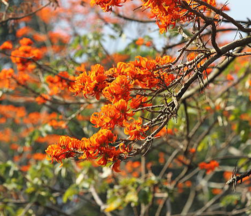 Clusters of bright orange Dapdap tree (Erythrina variegata) flowers bloom vibrantly on leafless branches, standing out against the surrounding greenery, creating a vivid display of color in nature.