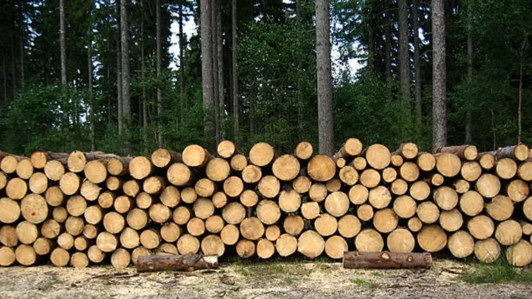 Eco-Friendly Timber Products: Rising Demand Explained