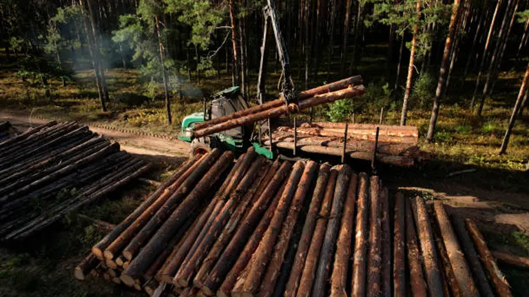 What is the Most Profitable Forest Harvesting Technique?