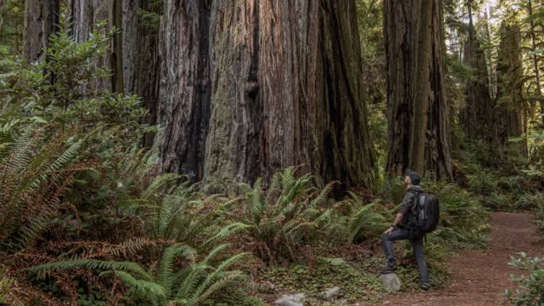 List of Largest Forest Tree in the World