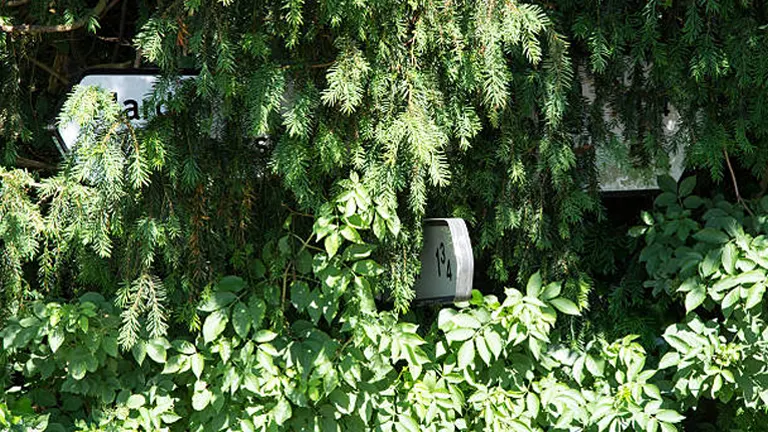 A generator hidden behind dense greenery, including large bushes and overhanging branches.