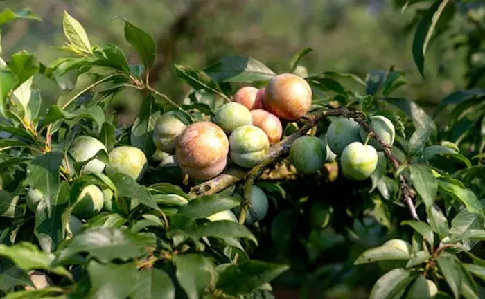 How To Properly Grow a Plum Tree