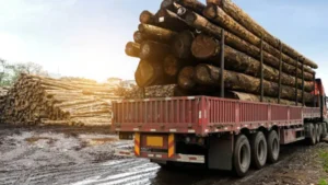 Timber Exports: Trends, Challenges, and New Opportunities featured image