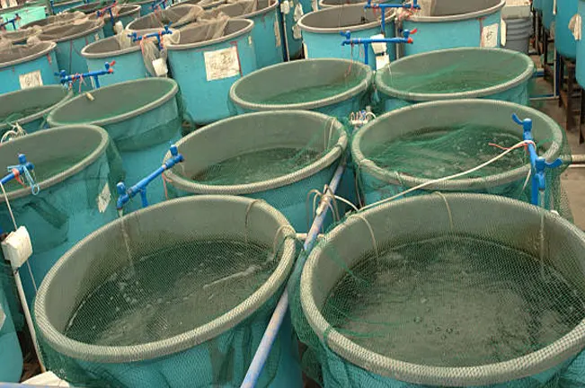 Rows of blue cylindrical tanks used for aquaculture, equipped with water filtration systems and nets, designed for fish farming or aquatic research.