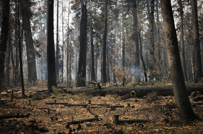 A forest scene showing the aftermath of a wildfire, with charred trees and fallen logs scattered on the forest floor. Smoke lingers in the background, indicating recent fire activity.