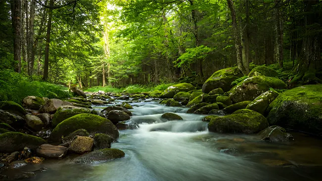 Forest Management