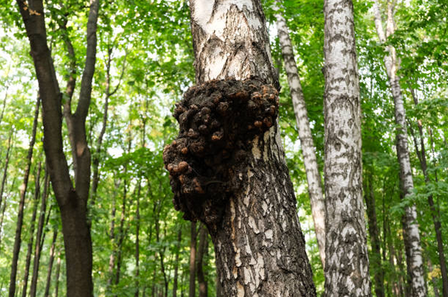 Close-up of a tree trunk infected with a fungal pathogen in a forest. A large, dark, irregular growth is visible on the bark, indicating a disease affecting the tree's health.