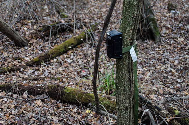 A tree in a forest is equipped with a monitoring device, likely used to track wildlife or environmental conditions. Surrounding leaf litter and moss-covered logs indicate a natural habitat.