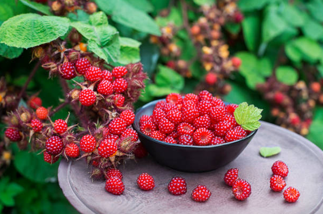 A bowl of freshly picked red raspberries sits on a wooden table, surrounded by raspberry plants with ripe fruit still on the branches, showcasing a vibrant forest harvest.