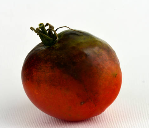 A close-up of a tomato affected by a fungal pathogen, showing dark discoloration and rot on the surface. The fruit exhibits signs of decay, indicating the progression of the disease.