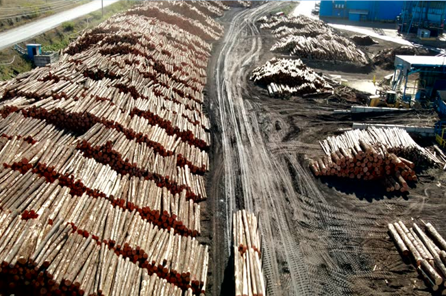  A large timber yard with stacks of logs lined along a dirt road. Heavy machinery can be seen in the background, suggesting a timber processing or logging facility.