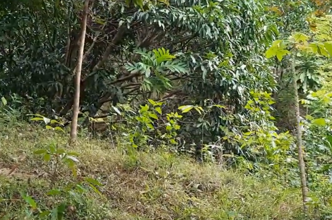 A scenic view of a hillside featuring a cluster of Tipolo trees, with their distinctive glossy leaves among various smaller plants and lush greenery.