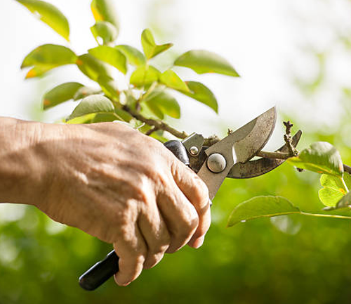 A hand uses pruning shears to trim a small branch, demonstrating the technique of pruning to encourage healthy growth, remove damaged parts, and improve the structure of the tree.