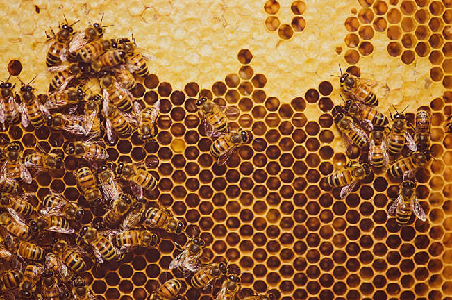 A close-up view of bees working on a honeycomb, with hexagonal cells partially filled with golden honey, showcasing the intricate process of honey production in a beehive.