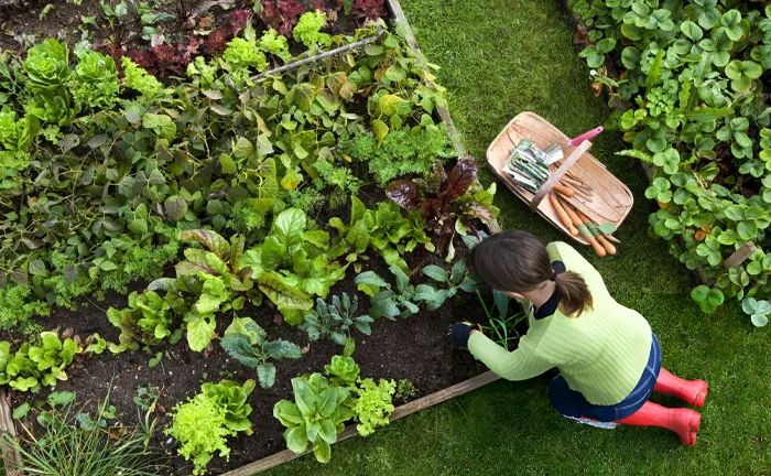 How Deep Should Your Raised Garden Be? Expert Tips for Optimal Growth