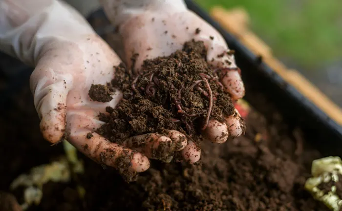 How to Use Worm Castings in Your Garden: Boost Plant Growth Naturally