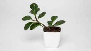 How and When to Fertilize Houseplants