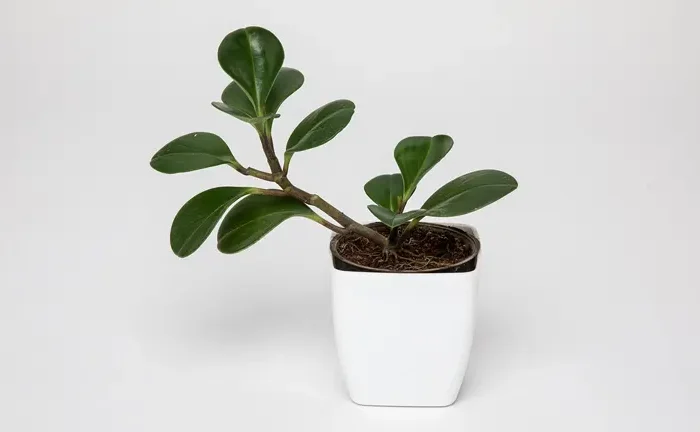 How and When to Fertilize Houseplants