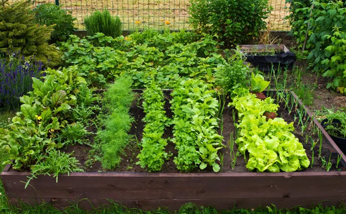 How to Fill Raised Garden Beds: Best Soil Mix and Layering Tips