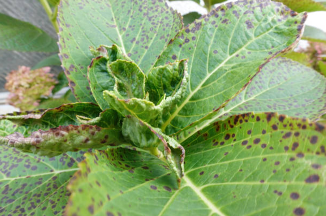 Close-up of a plant with curled leaves and black spots, indicating potential fungal infection or pest damage. These signs suggest compromised plant health and require attention.