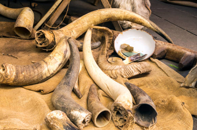 A collection of animal tusks and horns displayed on a burlap surface, with various sizes and shapes. Some tusks are hollow, and a small bowl with tools is nearby.