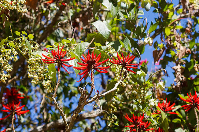 Bright red star-shaped flowers of the Dapdap tree (Erythrina variegata) stand out among the green foliage and branches, basking in the sunlight against a clear blue sky.