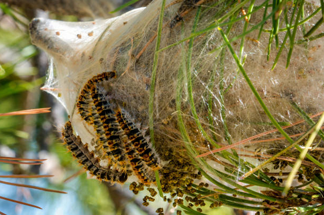 Cluster of caterpillars in a silk-like webbing on pine branches, causing defoliation and damage. Insect infestations can severely impact forest health and tree growth