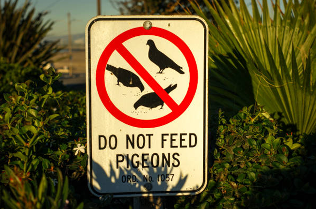 A sign with a red circle and line through pigeons, stating 'Do Not Feed Pigeons' in bold letters. The sign is placed among green plants in an outdoor setting.